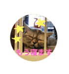 みーこのスタンプその1（個別スタンプ：2）