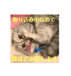 みーこのスタンプその1（個別スタンプ：3）