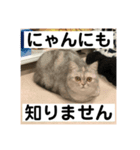 みーこのスタンプその1（個別スタンプ：5）