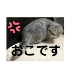 みーこのスタンプその1（個別スタンプ：6）