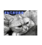 みーこのスタンプその1（個別スタンプ：8）