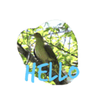わたしのお気に入りの鳥（個別スタンプ：1）