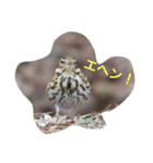 わたしのお気に入りの鳥（個別スタンプ：3）