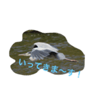 わたしのお気に入りの鳥（個別スタンプ：4）