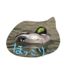 わたしのお気に入りの鳥（個別スタンプ：5）