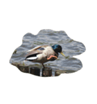 わたしのお気に入りの鳥（個別スタンプ：6）