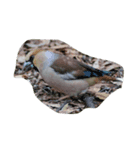 わたしのお気に入りの鳥（個別スタンプ：7）