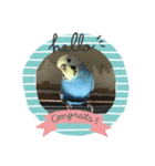 わたしのお気に入りの鳥（個別スタンプ：8）