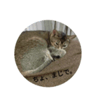 わが家の変顔2（個別スタンプ：11）