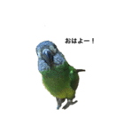 シモフリインコのハマー（個別スタンプ：1）