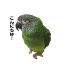 シモフリインコのハマー（個別スタンプ：2）
