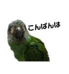 シモフリインコのハマー（個別スタンプ：3）