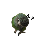 シモフリインコのハマー（個別スタンプ：8）
