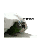 シモフリインコのハマー（個別スタンプ：9）