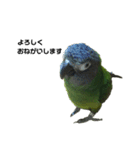 シモフリインコのハマー（個別スタンプ：11）