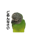 シモフリインコのハマー（個別スタンプ：12）