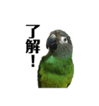 シモフリインコのハマー（個別スタンプ：14）