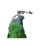 シモフリインコのハマー（個別スタンプ：17）