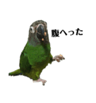 シモフリインコのハマー（個別スタンプ：18）