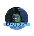 シモフリインコのハマー（個別スタンプ：19）