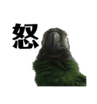 シモフリインコのハマー（個別スタンプ：22）