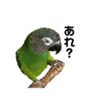 シモフリインコのハマー（個別スタンプ：23）