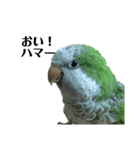 シモフリインコのハマー（個別スタンプ：24）