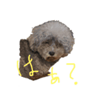 俺のわんこたち（個別スタンプ：1）