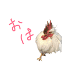 俺のわんこたち（個別スタンプ：2）
