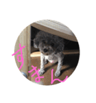 俺のわんこたち（個別スタンプ：5）