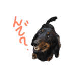 俺のわんこたち（個別スタンプ：7）