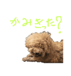 俺のわんこたち（個別スタンプ：8）