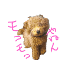 俺のわんこたち（個別スタンプ：9）