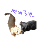 俺のわんこたち（個別スタンプ：12）