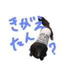 俺のわんこたち（個別スタンプ：16）