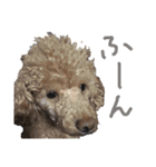 俺のわんこたち（個別スタンプ：23）