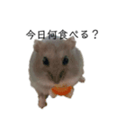 Hamster Subaru（個別スタンプ：1）