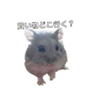 Hamster Subaru（個別スタンプ：2）