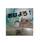Hamster Subaru（個別スタンプ：3）