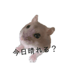 Hamster Subaru（個別スタンプ：4）