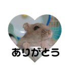 Hamster Subaru（個別スタンプ：7）