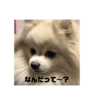 ポメラニアン＆チワワ（個別スタンプ：3）