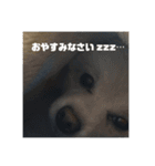 ポメラニアン＆チワワ（個別スタンプ：8）