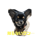 ポメラニアン＆チワワ（個別スタンプ：16）
