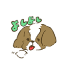 シーズー_犬のスタンプ（個別スタンプ：20）