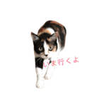 AKAHORI_CATS（個別スタンプ：1）