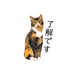 AKAHORI_CATS（個別スタンプ：2）