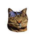 AKAHORI_CATS（個別スタンプ：3）
