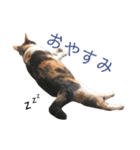 AKAHORI_CATS（個別スタンプ：4）