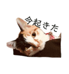 AKAHORI_CATS（個別スタンプ：5）
